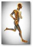 cuerpo humano esqueleto